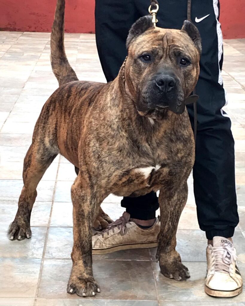 Galería de Ligur de Irema Curtó