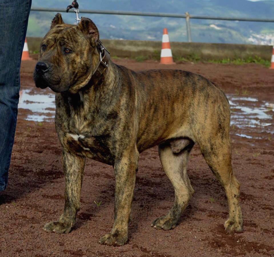 Galería de Ligur de Irema Curtó