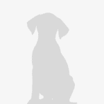 León de Elena Curtó