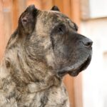 Presa Canario