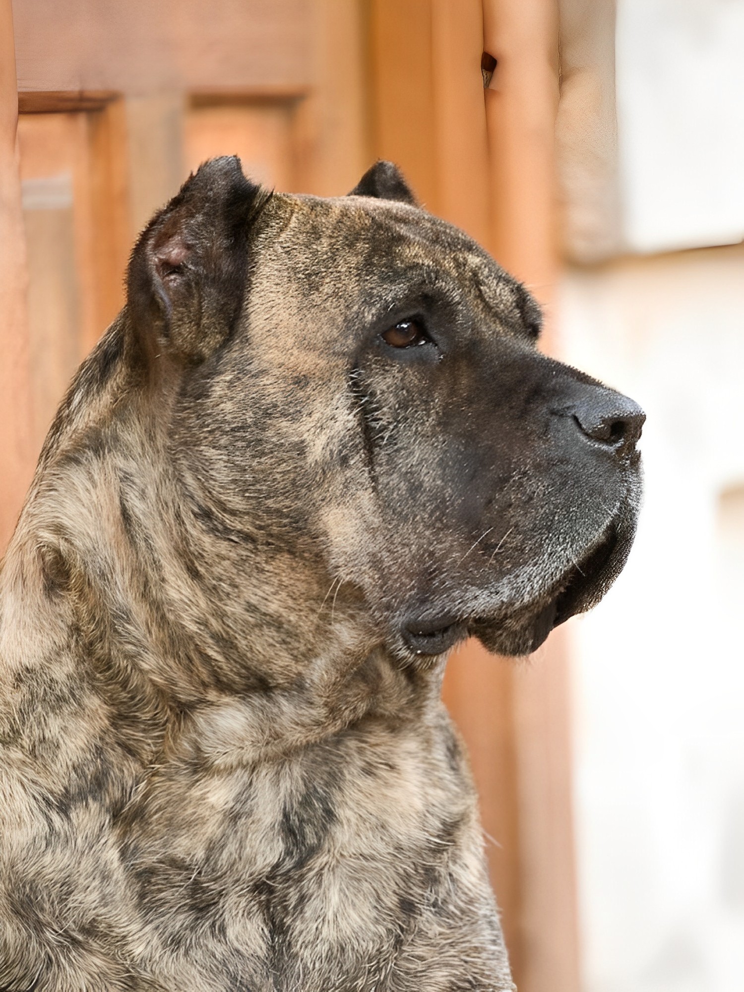 Presa Canario