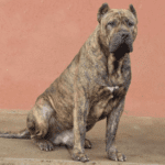 Ligur de Irema Curtó