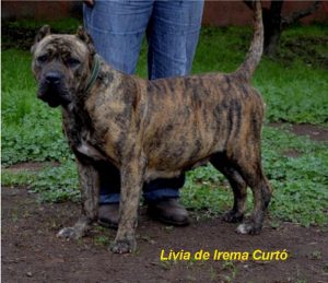 Galería de Livia de Irema Curtó