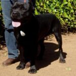 Mito de Irema Curtó