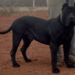 Faruk de Irema Curtó