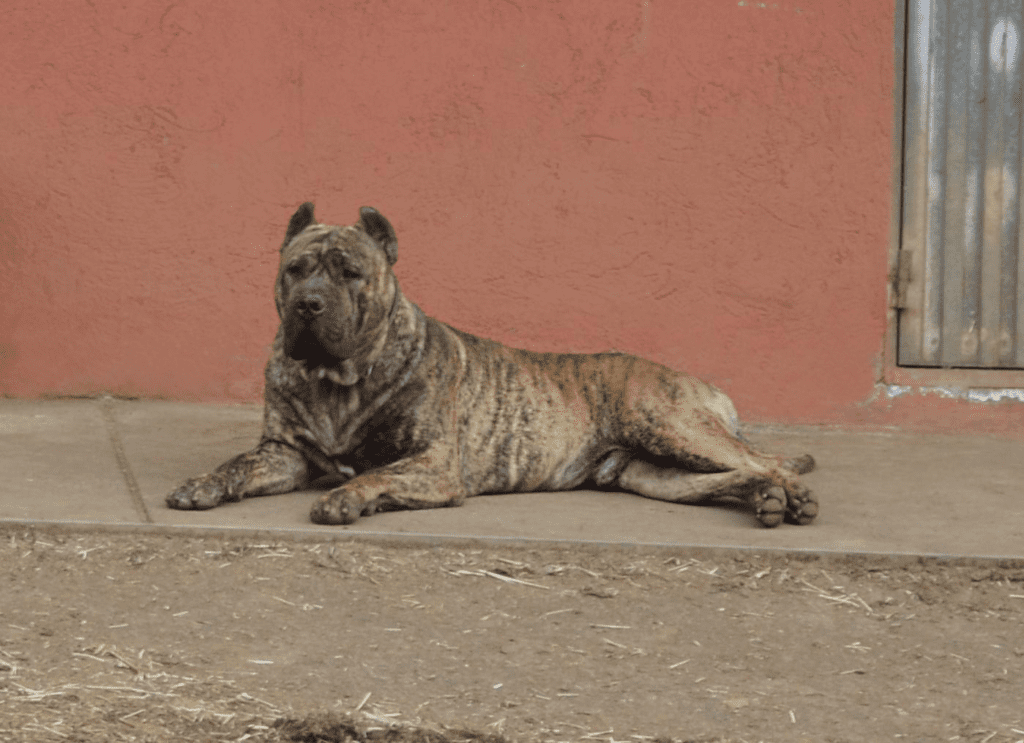 Galería de Ligur de Irema Curtó