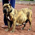 Livia de Irema Curtó