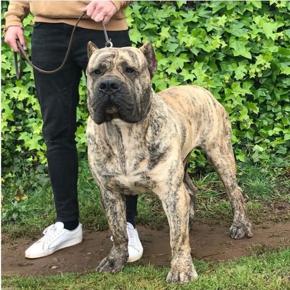 Galería de Irán de Irema Curtó