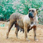 Guama de Irema Curtó