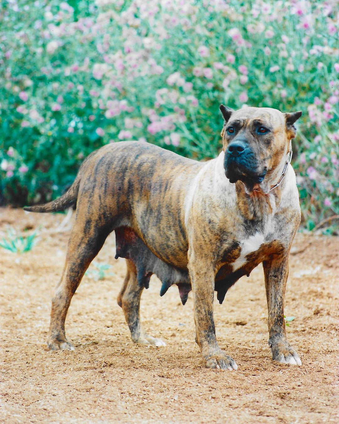 Galería de Guama de Irema Curtó
