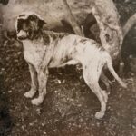 Bobby de Manuel Alemán