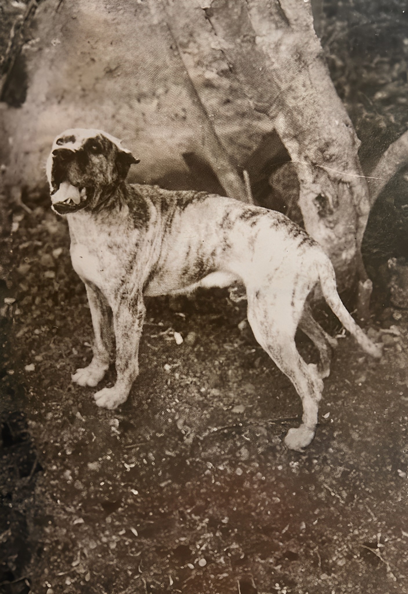 Galería de Bobby de Manuel Alemán