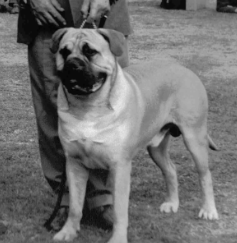 Galería de Danini prince of Oldwell