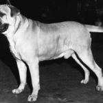 Oldwell Toby of Studberg