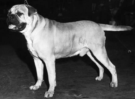 Galería de Oldwell Toby of Studberg