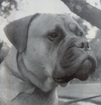 Galería de Ambassador of Buttonoak