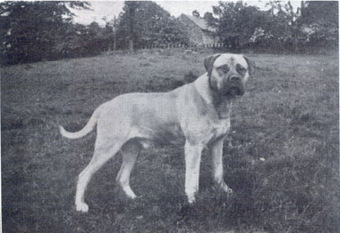 Galería de Roger of the Fenns