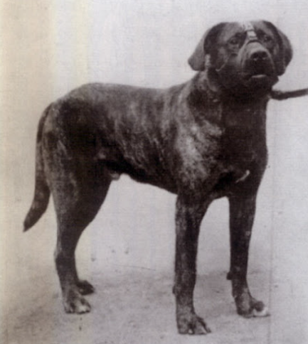 Galería de Shireland Vindictive