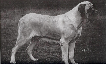 Galería de Young Mary Bull