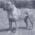 Ambassador of Buttonoak