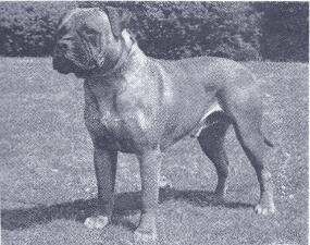 Galería de Ambassador of Buttonoak