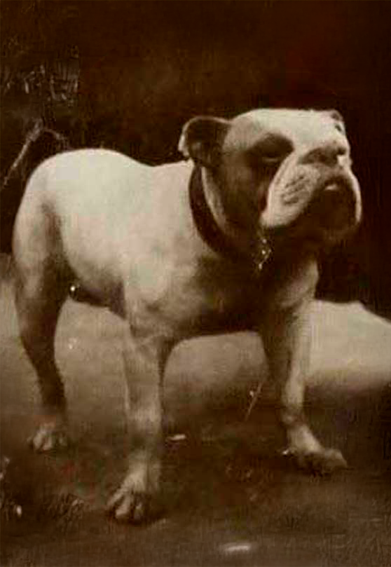 Galería de Solid Stone