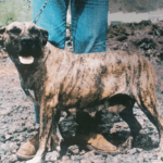 Tamay de Irema Curtó