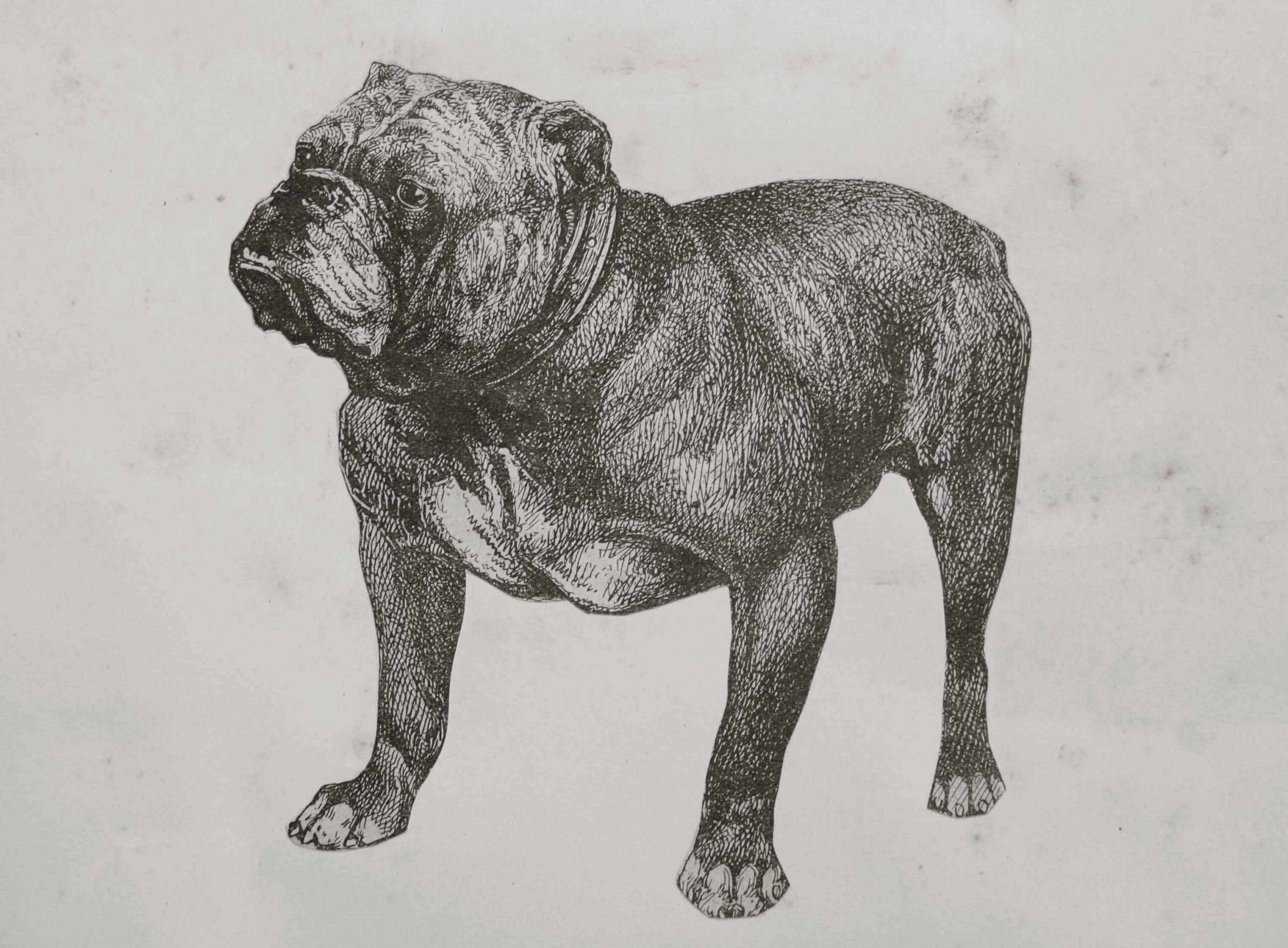 Galería de Wylye Monarch