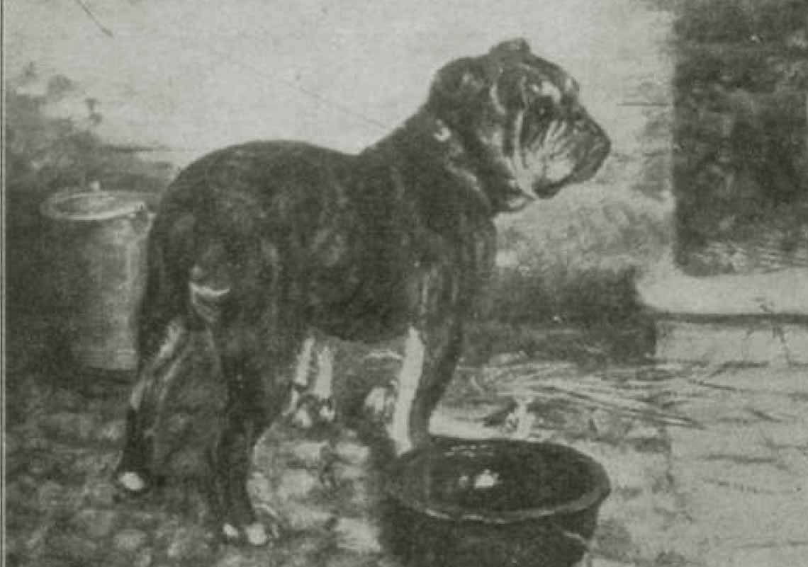 Galería de Buck Stone