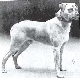 Galería de Roger of the Fenns