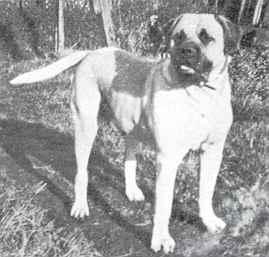 Galería de Wendy of Bulmas