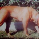 Patagón de Canchas Ibaken