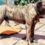 Mahan de Irema Curtó