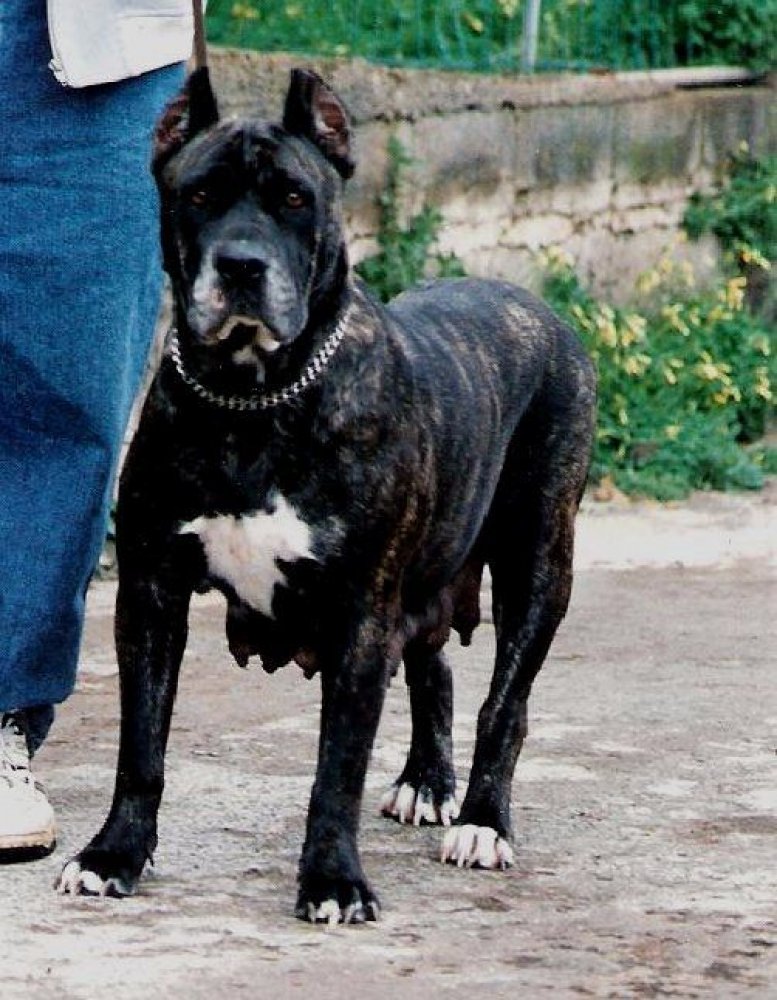 Galería de Negri de Montequi