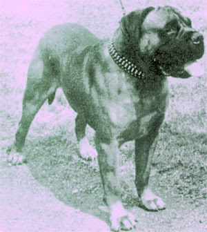 Galería de Loky of Mullorna