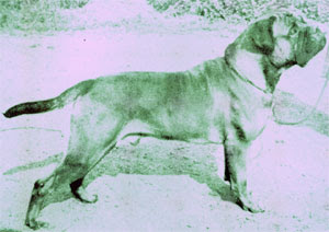 Galería de Loky of Mullorna