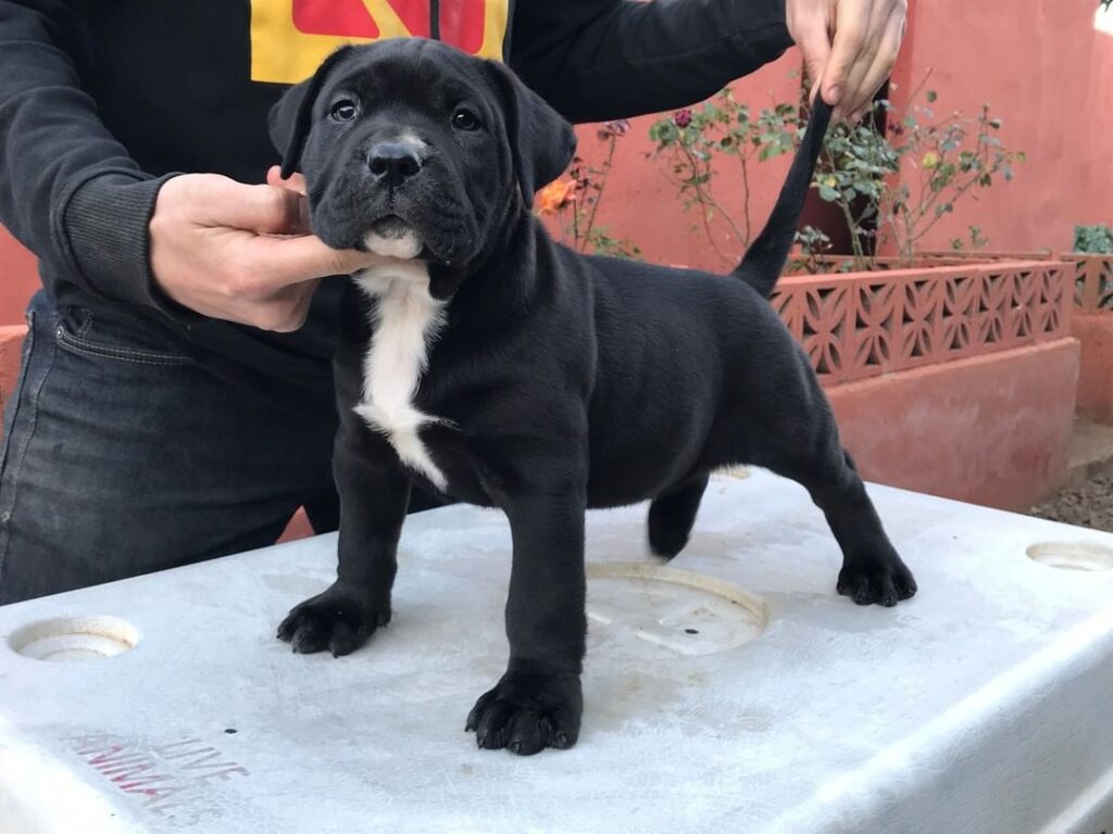 Galería de Congo de Irema Curtó