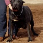 Perla de Irema Curtó