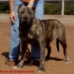 Kora de Irema Curtó