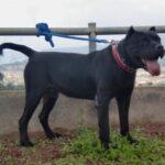 P’Orum de Irema Curtó