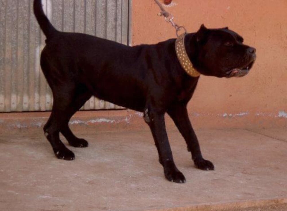 Galería de P’Orum de Irema Curtó