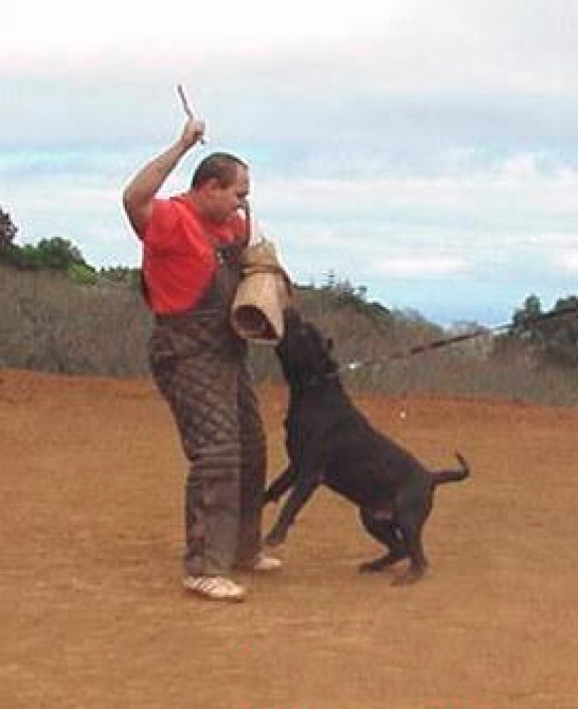 Galería de Kaso de Irema Curtó