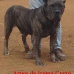 Argos de Irema Curtó