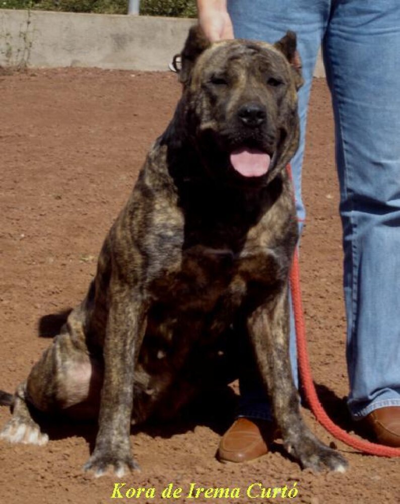 Galería de Kora de Irema Curtó