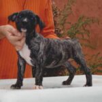 Valeria de Irema Curtó