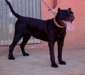 Galería de P’Orum de Irema Curtó