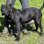 Siria II de Irema Curtó