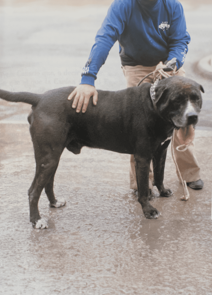 Galería de Tinto de Demetrio Trujillo