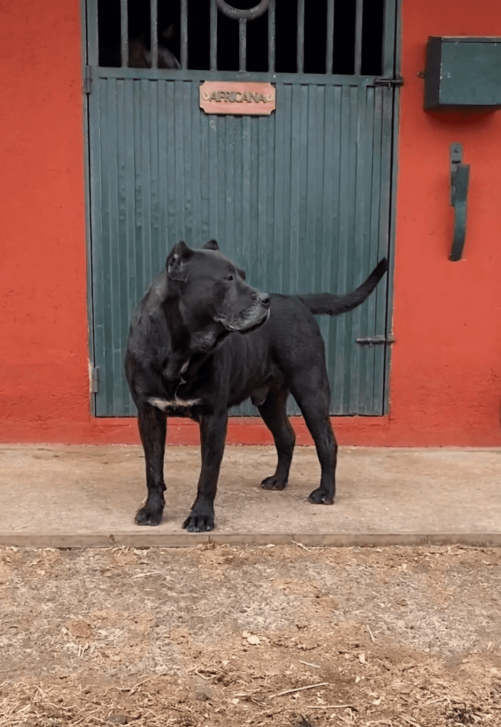 Galería de Nuba de Irema Curtó