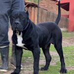 Congo de Irema Curtó